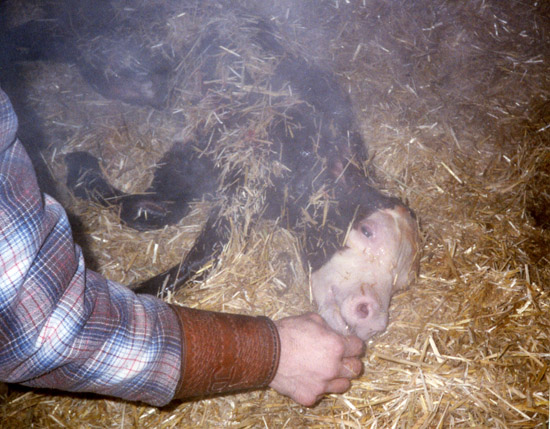 performing-animal-cpr-on-calf